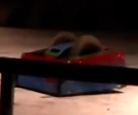 Competitor "Destructobot" at Portsmouth 2010