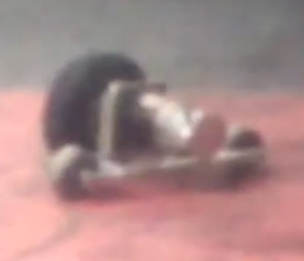 Competitor "MPP" at RoboGames 2013