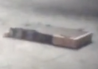 Competitor "Oakheart" at RoboGames 2012