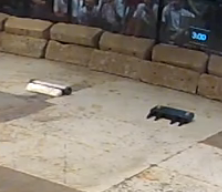 Competitor "Sigsachs" at Summer Challenge 2ª Edição